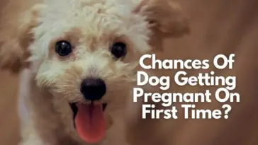 Chances Of Dog Getting Pregnant On First Time