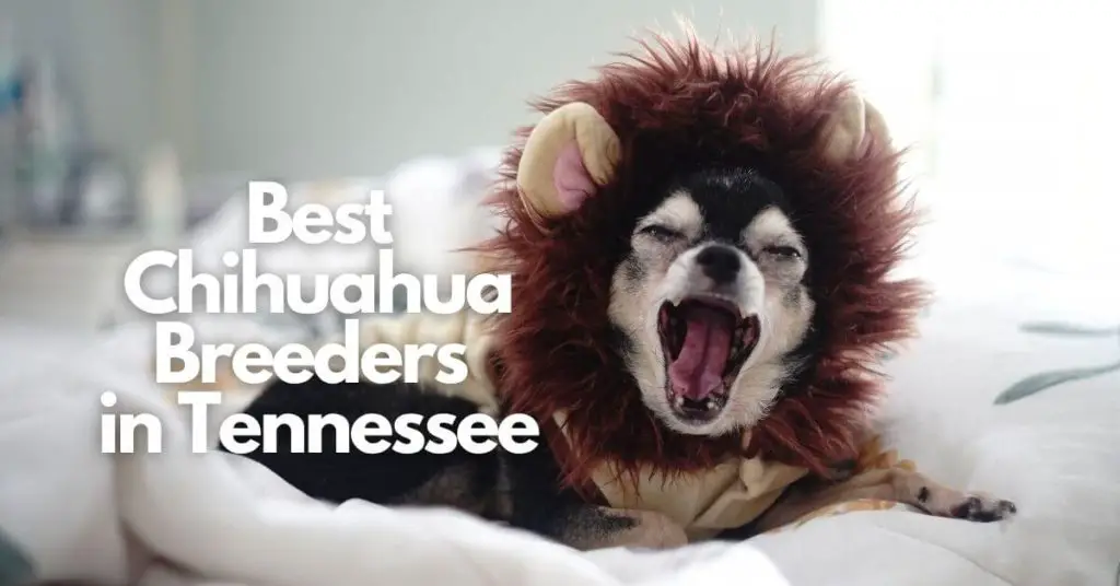 Chihuahua Breeders in Tennessee