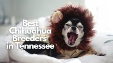 Chihuahua Breeders in Tennessee
