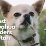 Chihuahua Breeders in Utah