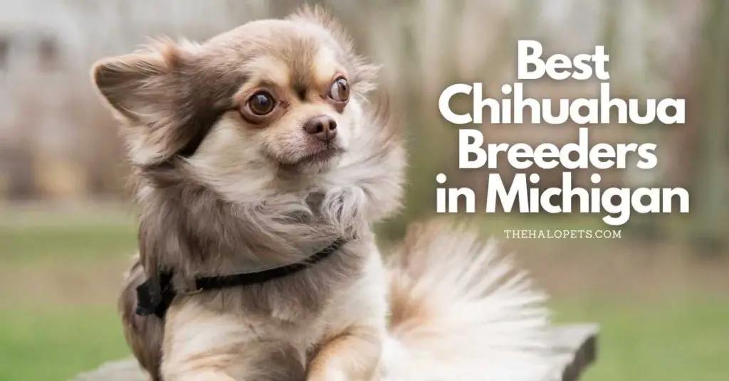 Chihuahua breeders in Michigan