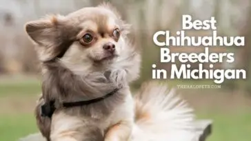 Chihuahua breeders in Michigan