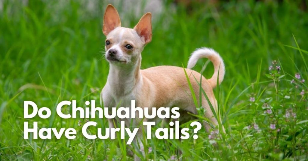 Do Chihuahuas Have Curly Tails   