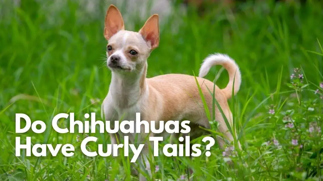 How Big Is A Chihuahua Heart?+ 5 Heart Symptoms and Causes