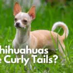 Do Chihuahuas Have Curly Tails   