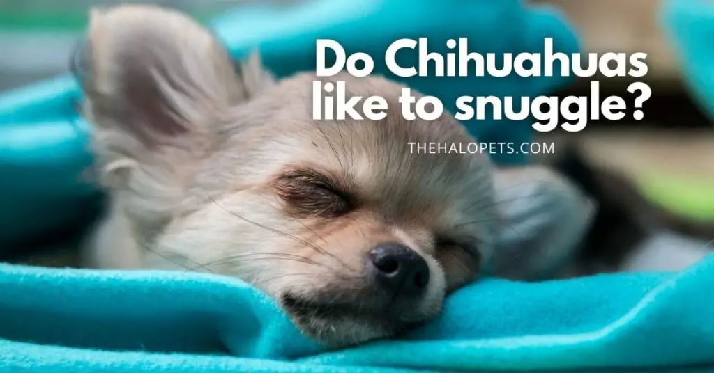 Do Chihuahuas like to snuggle