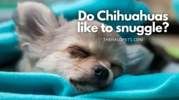 Do Chihuahuas like to snuggle