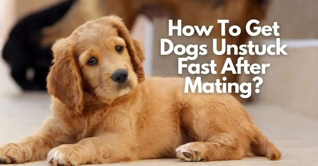 How To Get Dogs Unstuck Fast After Mating? **5 Easy Steps**