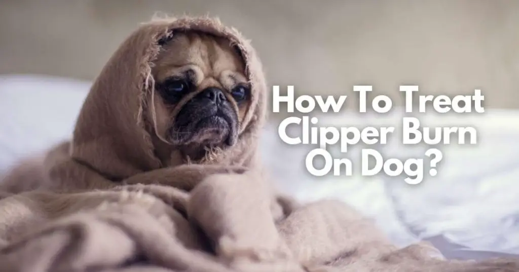 How To Treat Clipper Burn On Dog