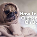 How To Treat Clipper Burn On Dog