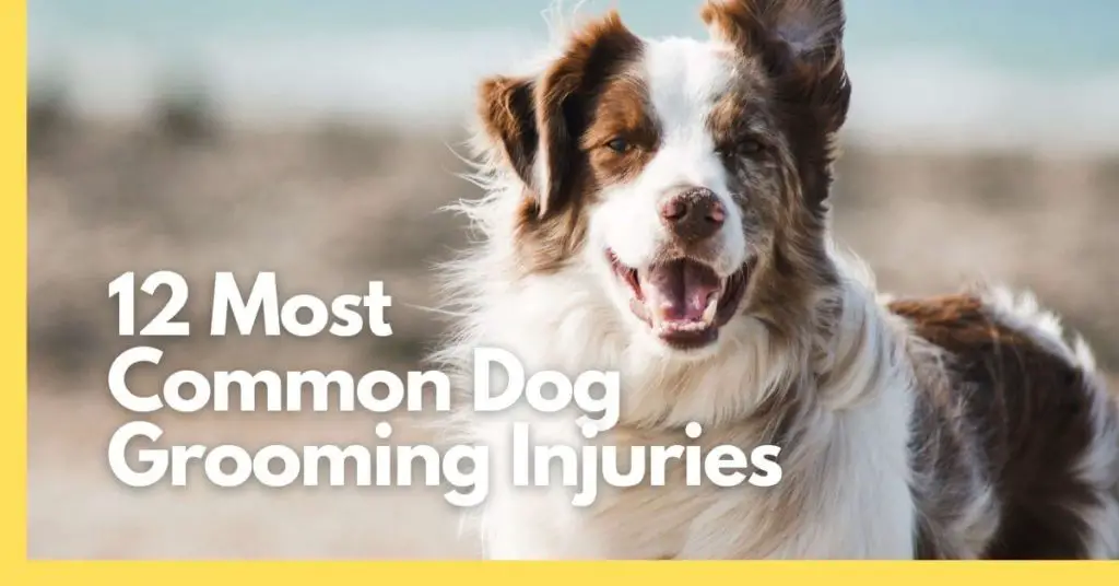 Most common dog grooming injuries