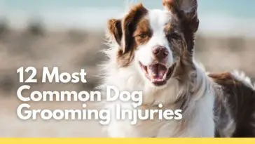 Most common dog grooming injuries