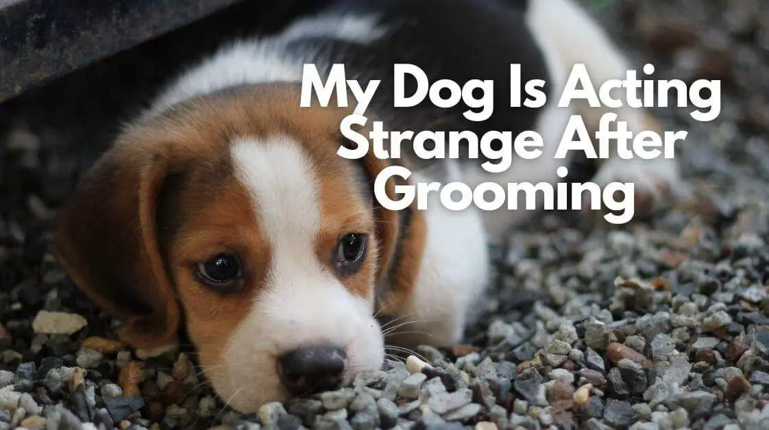How to Remove Dog Eye Boogers in 2022 (With Reviews!)