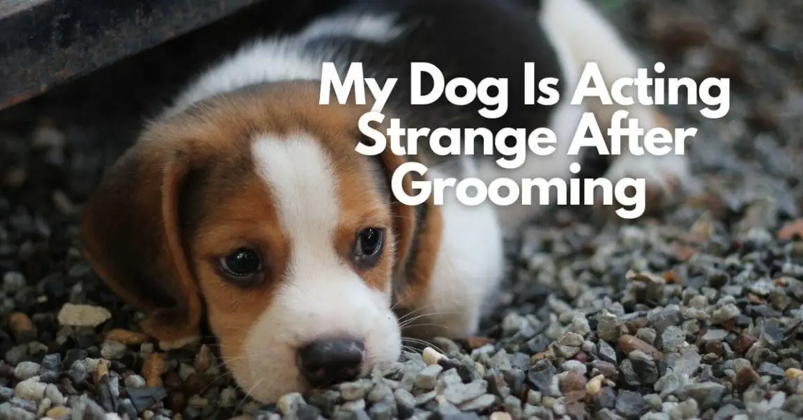 13 Reasons My Dog Is Acting Strange After Groomng + 4 Useful Tips