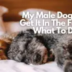 My male dog can't get it in the female