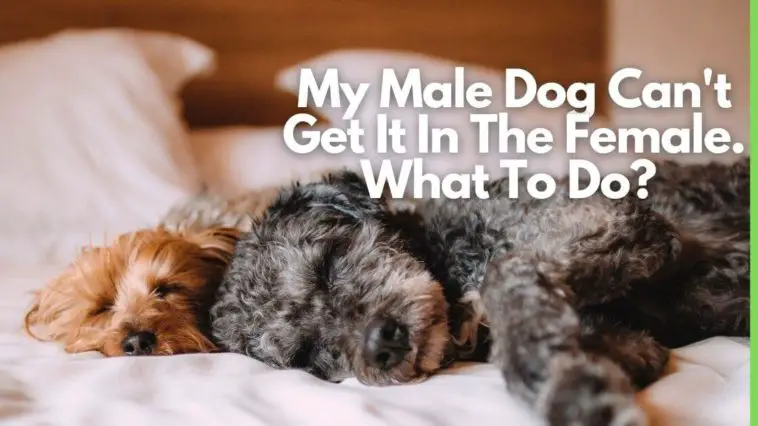 My male dog can't get it in the female