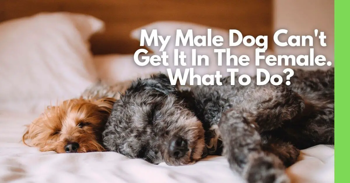 My Male Dog Can't Get It In The Female! 5 Reasons + 5 Ways To Help