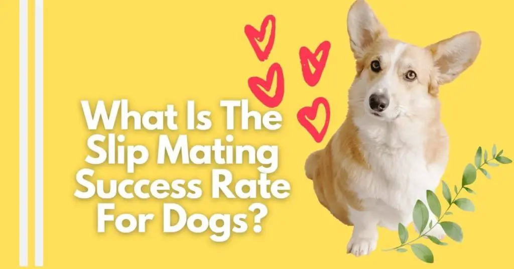 Slip Mating Success Rate In Dogs