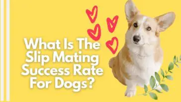 Slip Mating Success Rate In Dogs