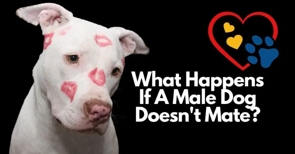 What Happens If A Male Dog Doesn't Mate