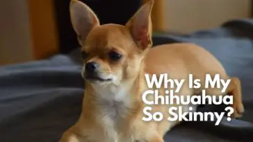 Why Is My Chihuahua So Skinny