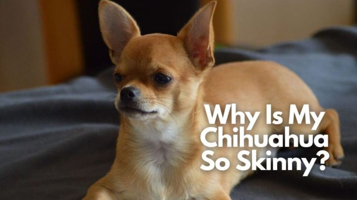 How Many Calories Should a Chihuahua Eat - 2022 Guide