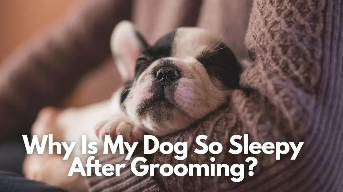 How to Remove Dog Eye Boogers in 2022 (With Reviews!)