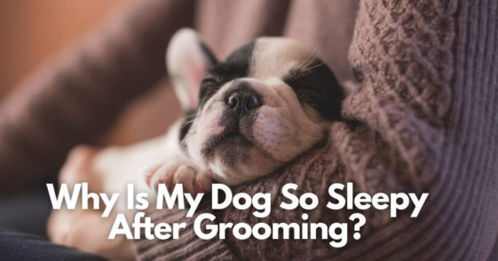 8-reasons-why-is-my-dog-so-sleepy-after-grooming-ways-to-avoid