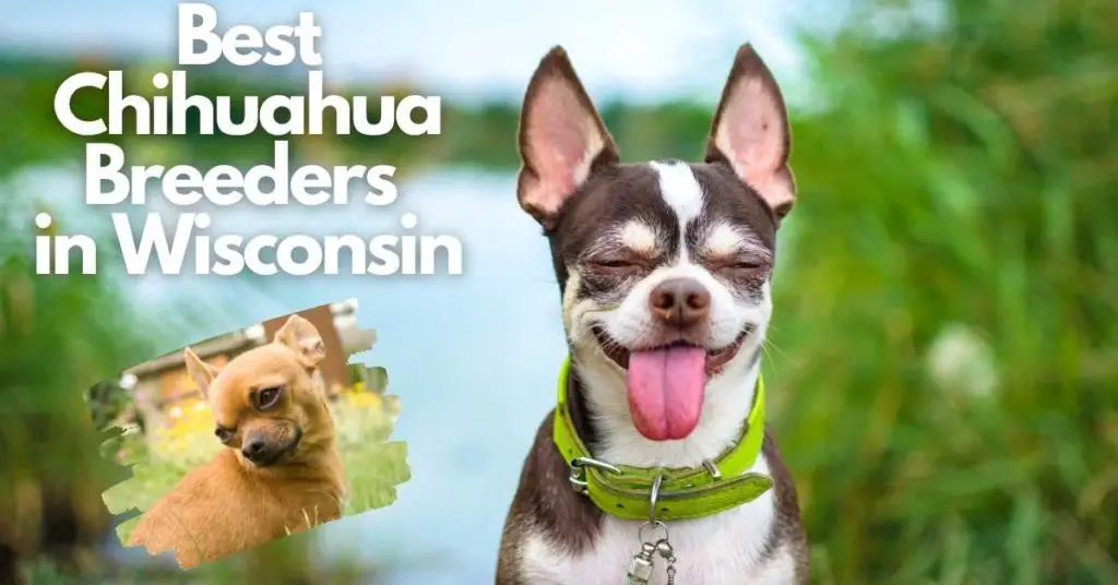 Best chihuahua breeders in Wisconsin