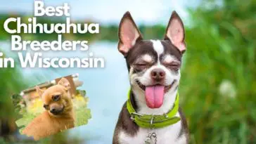 Best chihuahua breeders in Wisconsin