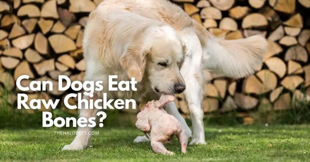 can dogs eat raw chicken bones