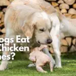 can dogs eat raw chicken bones