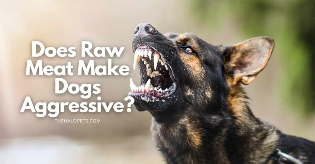 does raw meat make dogs aggressive