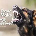 does raw meat make dogs aggressive