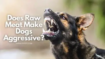 does raw meat make dogs aggressive