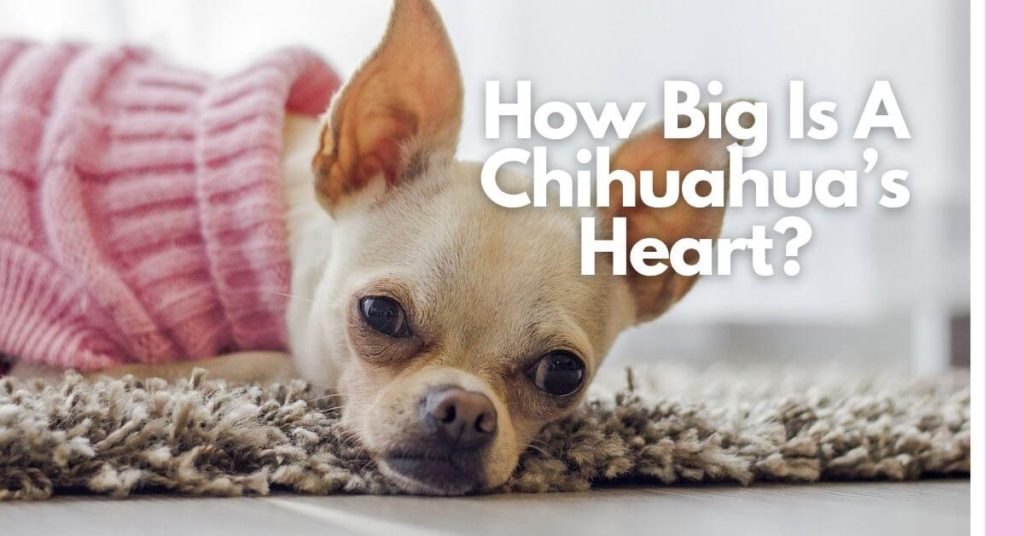 how big is a chihuahua heart
