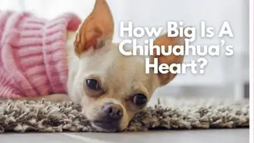 how big is a chihuahua heart
