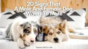 signs that a male dog wants to mate