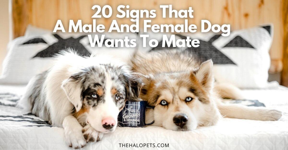 signs that a male dog wants to mate