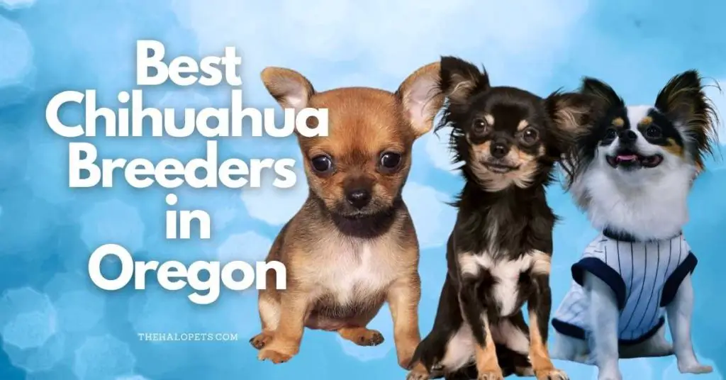 10 Best Chihuahua Breeders in Oregon