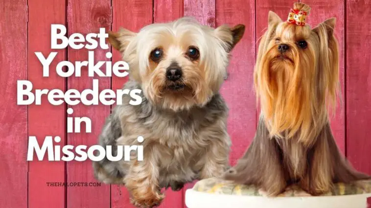 10 Best Yorkie Breeders in Missouri