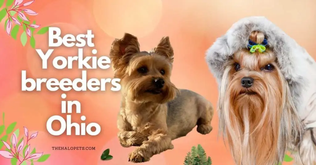 10 Best Yorkie Breeders in Ohio