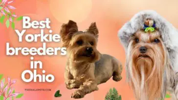 10 Best Yorkie Breeders in Ohio