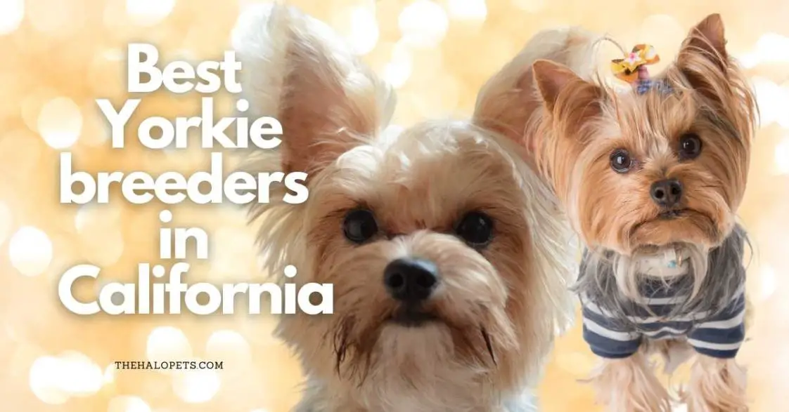 11 Best Yorkie Breeders in California (Read This First!)