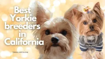 11 Best Yorkie Breeders in California