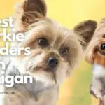 11 Best Yorkie Breeders in Michigan