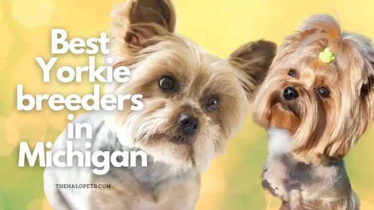 11 Best Yorkie Breeders in Michigan