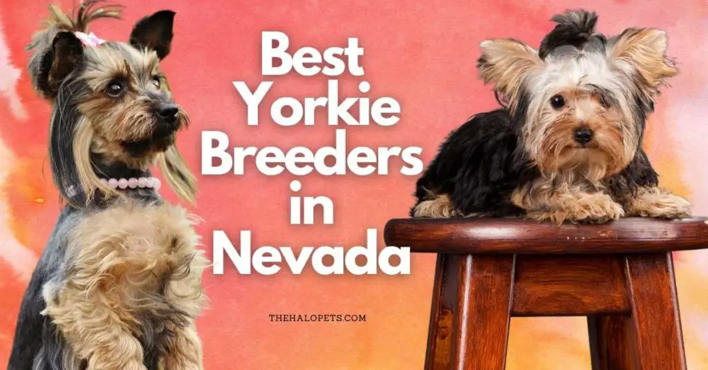 11 Best Yorkie Breeders in Nevada 
