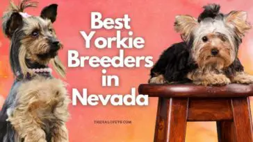 11 Best Yorkie Breeders in Nevada 