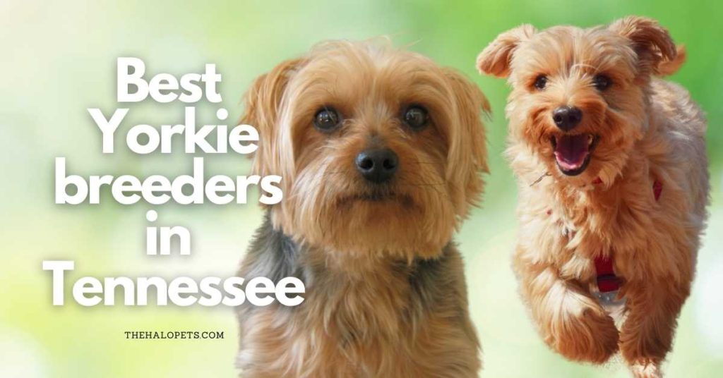 12 Best Yorkie Breeders in Tennessee
